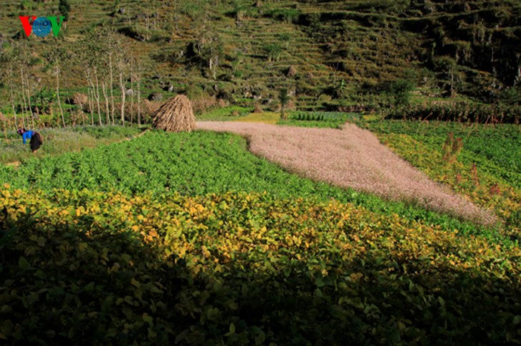   Ha Giang is in its tourism season with a carpet of purple and pink colours on the mountain side.  