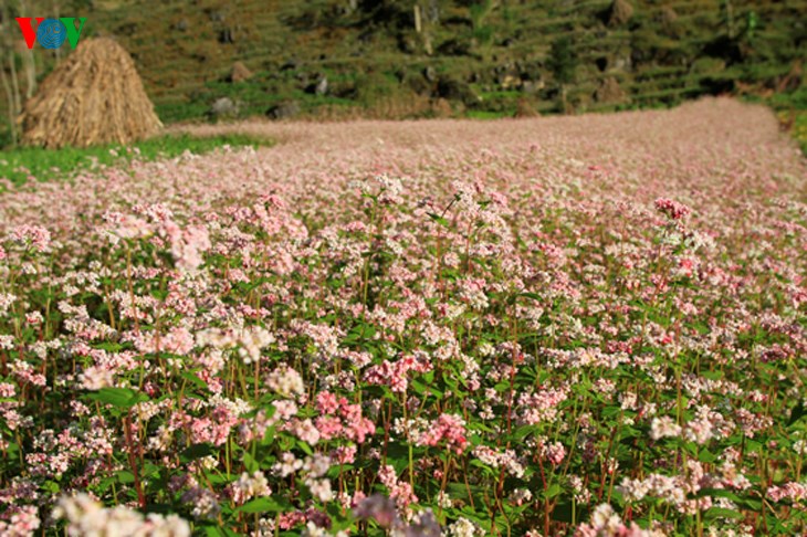  Buckwheat flowers began to blossom in late autumn. However, they are still seen after the Lunar New Year festival 