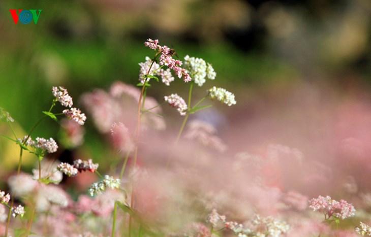  Buckwheat flowers have light pink, white and purple colours. Its seeds can make food and wine.  