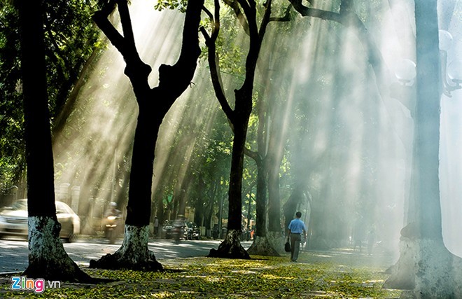 It’s a popular place for young people to take romantic strolls amidst the ambiance of sunlight glimmering down upon them through the canopy of hundred year old trees.