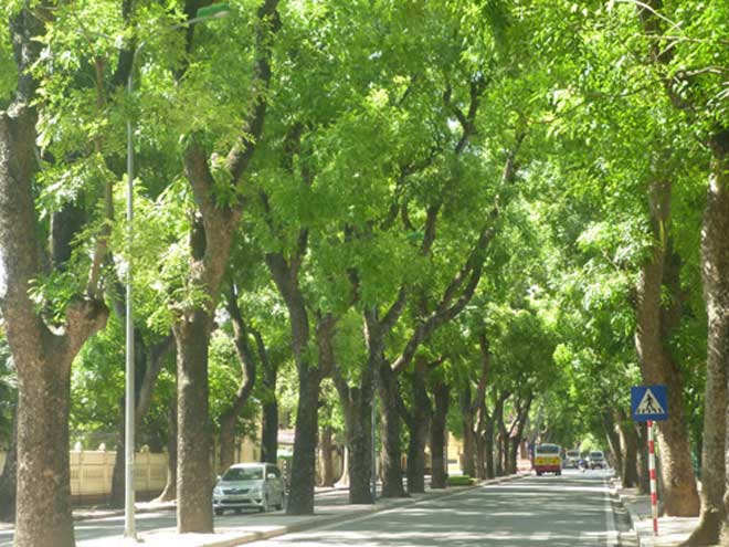 Hoang Dieu street - an ancient street is picturesque with the sun shining through its green canopy