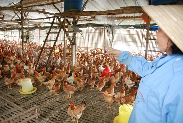 Dong Nai-based cooperative and San Ha company boost link to consume herbalized chicken