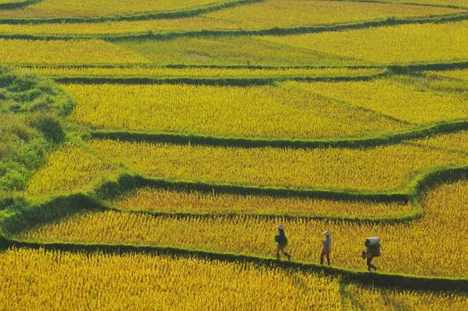  The best time to visit Pu Luong is during the rice harvest season in late May and October. 