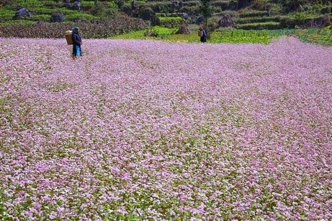  Buckwheat fields in Ha Giang Province are in full bloom. 