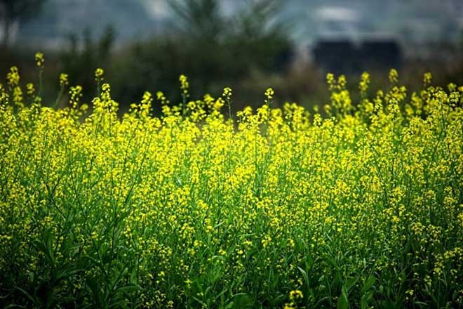  Yellow mustard flower fields are ideal destinations for young people in Hanoi to snap photos. 