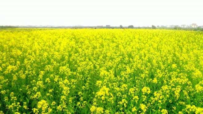  Couples often come to these flower fields to click wedding photos.  