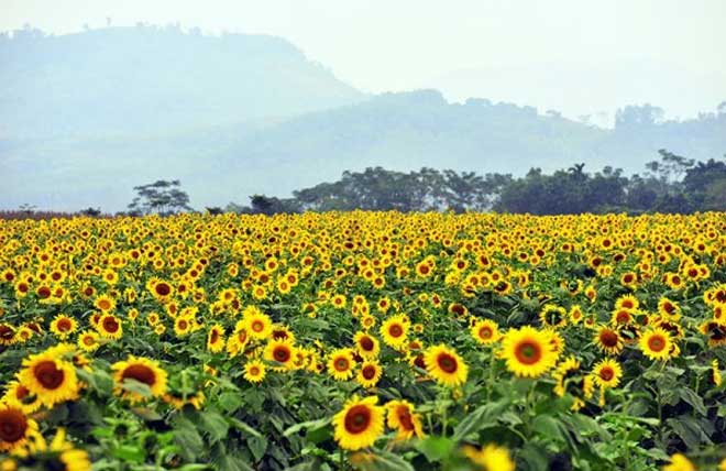  Sunflower fields in Nghe An province attract swarms of young people eager to snap photographs.  