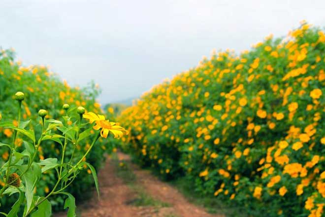  Da Quy flowers fields are popular in Da Lat City. 