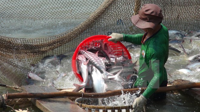 Regulations on Tra fish to be amended