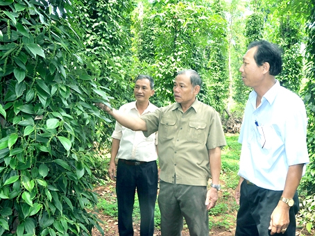 Ông Quách Văn Liên (giữa) đưa Phó chủ tịch Hội Cựu chiến binh huyện Xuân Lộc Phạm Quang Nghĩa đi thăm vườn tiêu của gia đình.