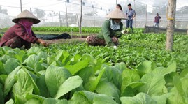 Organic produce popular among Vietnamese consumers despite higher prices