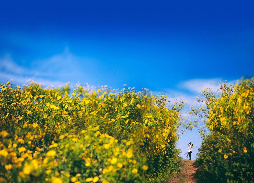  Wild sunflowers 