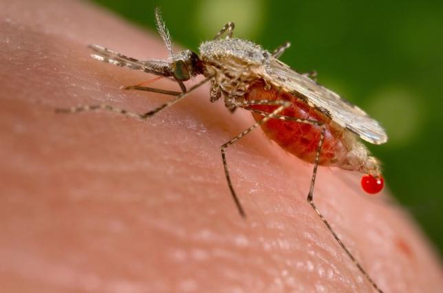 An Anopheles stephensi mosquito obtains a blood meal from a human host through its pointed proboscis in this undated handout photo obtained by Reuters November 23, 2015. 