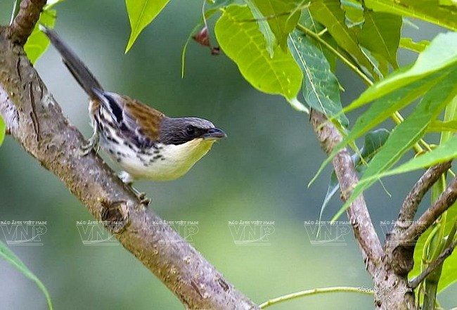 The Reserve has 7 out of 13 species of bird endemic in Vietnam, including the grey-crowned crocias.