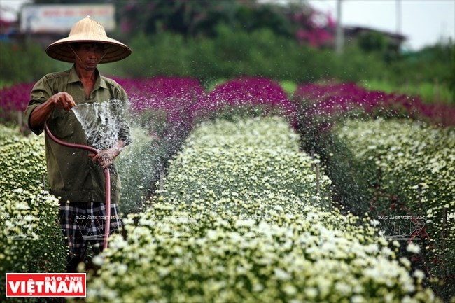 It takes three months to the flowering, but the flowers only blossom for two weeks period. (Source: VNA)