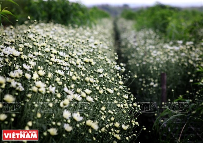 It opens when the very first sunbeams of the day reach the plant and closes when the daylight disappears. (Source: VNA)