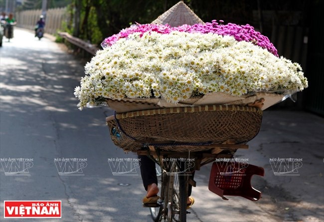 The flower makes Hanoi's streets more lively and beautiful.​