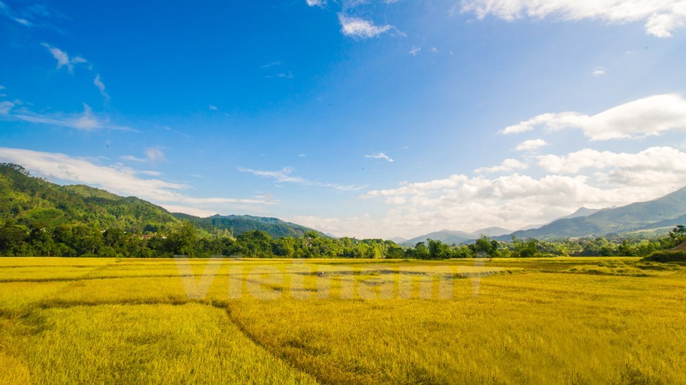 The fields are among the main tourist attractions