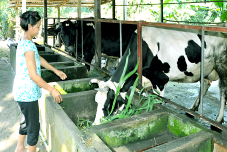 Nuôi bò sữa yêu cầu người nông dân phải liên tục theo dõi đàn bò để cho năng suất và nguồn sữa đạt chất lượng.