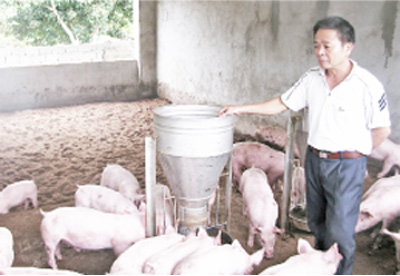 Pig raising models based on VietGAP techniques have helped reduce environmental pollution