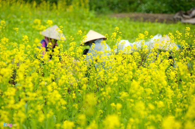  Especially the young who love to snap photos of themselves amongst the luscious yellow blooms. 