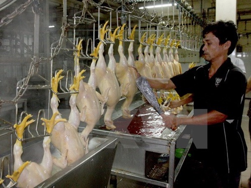 A men is slaughtering chickens. The southern Dong Nai Province will open seven stores to sell pork and chicken, which meet the VietGAHP standard. — VNA Photo Dinh Hue