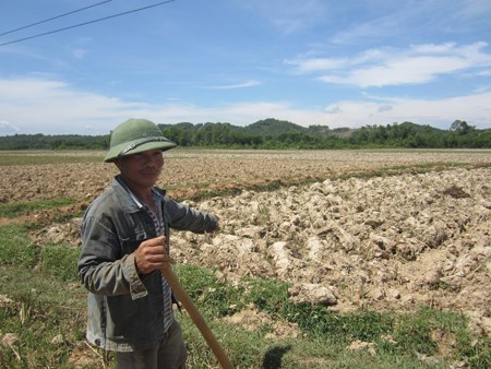 A farmer in Nghe An Province's Ma Thanh Commune in his drought-hit rice field.