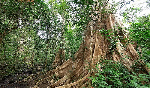 Vietnam province says no to road cutting through Cat Tien National Park