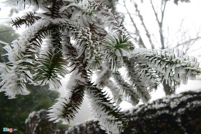 The temperature registered at 3-5 degree Celsius at 5am on December 17 in the centre of Sapa town.