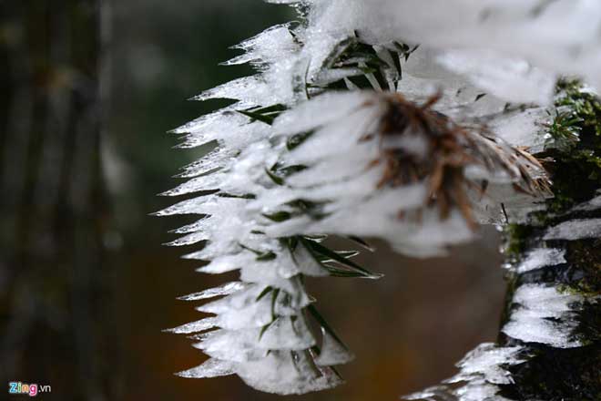 At 2,000m above the sea level, O Quy Ho Hill was fully covered with frost.