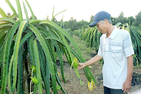 Ông Nguyễn Văn Lâm giới thiệu vườn thanh long VietGAP cho năng suất cao, chất lượng trái ngon.