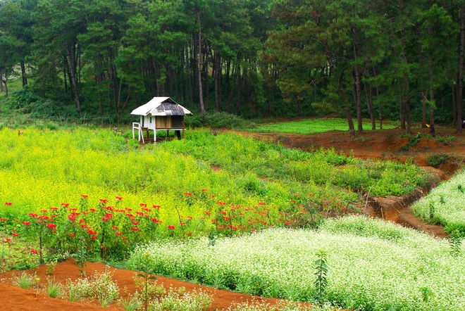 Located approximately 190 km west of Hanoi, Moc Chau is an ideal destination for short trips.