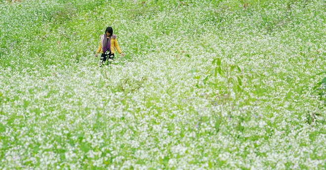 White mustard flowers are in full bloom in December. They are mostly grown in Ang village (Dong Sang commune), and Lun village (Muong Sang commune)