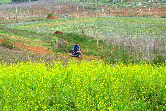 Different types of flowers are blooming in Moc Chau Plateau.