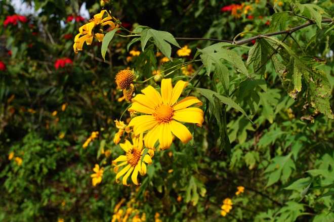 Da Quy (wild sunflower) blossoming along Highway 6, from Van Ho district to the centre of Moc Chau Plateau