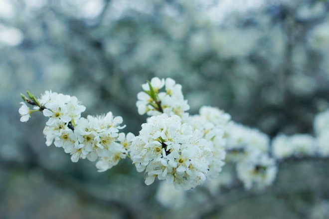 White plum flowers cover Ang, Phieng Canh, Loong Luong and Pa Co villages