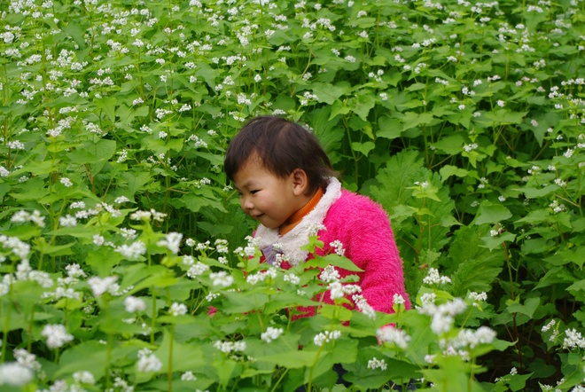 A girl of Thai ethnic minority group playing in a buckwheat flower garden.