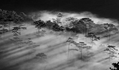 The event, which kicked off on December 27 and will close on January 2 at Thuy Ta Restaurant, showcases 40 black and white photos of the residents and scenery of the ‘flower city.’ Photo: A pine forest in the morning/Pham Anh Dung