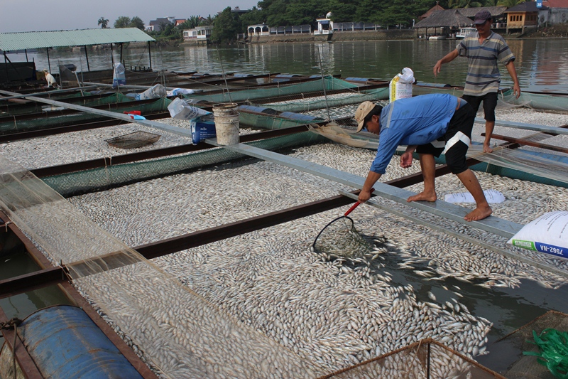 Hundreds of tons of farmed fish found dead