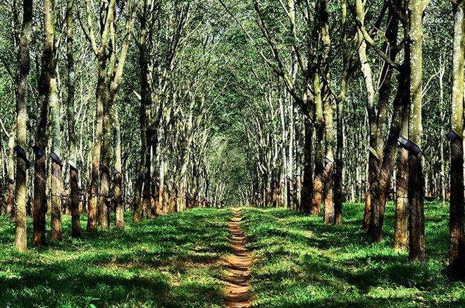 Located in Chu Se district, 40km south of Pleiku, rubber forests create a truly indescribable beauty in their deciduous season