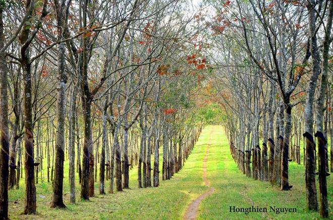 Visitors will have a chance to enjoy Western scenery in the Central Highlands