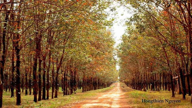 Rubber leaves cover the road