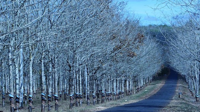 Rubber trees are liken to beautiful white birch park