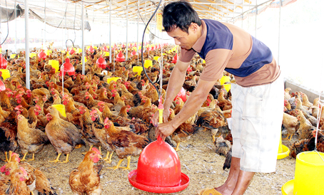 Chăn nuôi gà tập trung tại trang trại ông Nguyễn Thanh Sơn  xã Gia Tân 2 (huyện Thống Nhất).