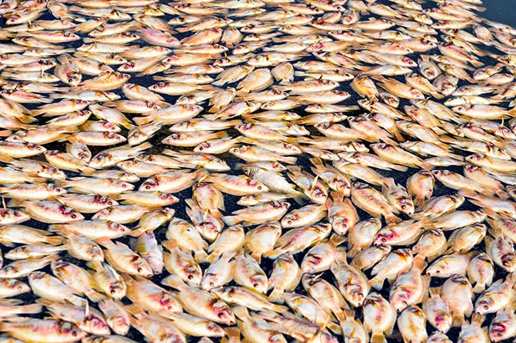 Cause of death of 200 tons of fish in Dong Nai River identified