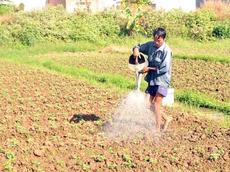 Nhọc nhằn vụ hoa tết