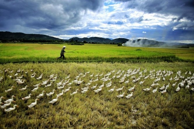  Di chan vit tai Krongbong (Gazing ducks in Krongbong) by Viet Thanh 