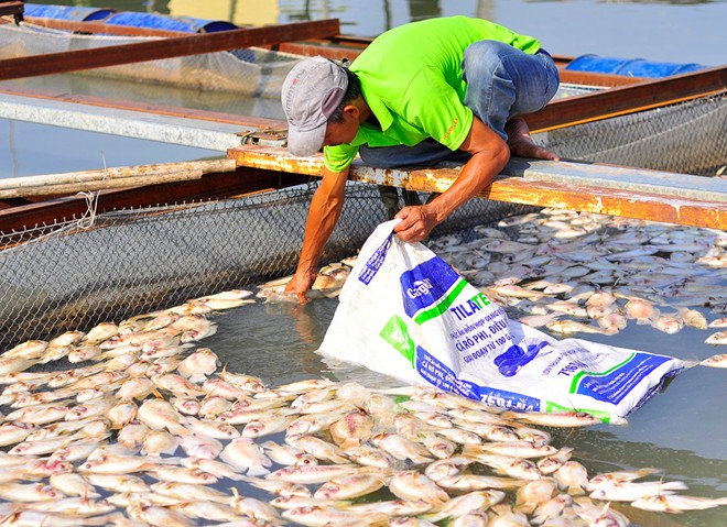 Factories blamed for mass fish death in Dong Nai River