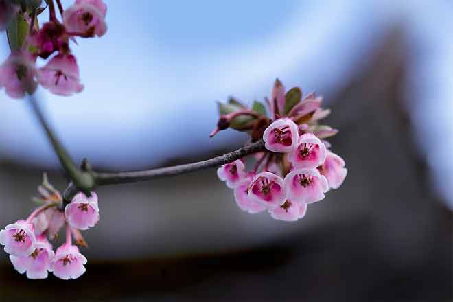 They are called bell-shaped peach blossoms as their blooming flowers look like pink bells