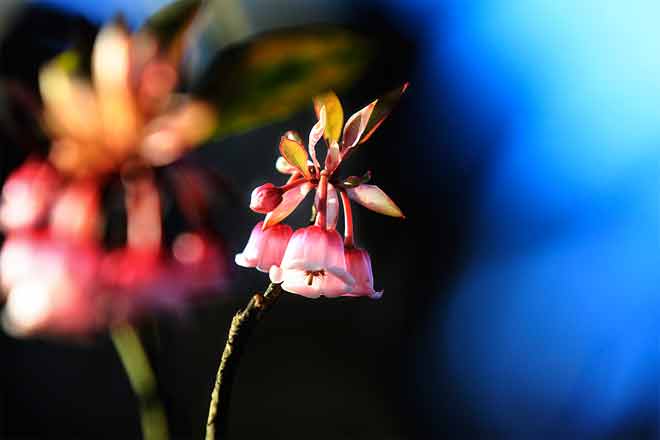 The bell-shaped peach tree only grows at an altitude of 1,400 meters above the sea like Ba Na Hills